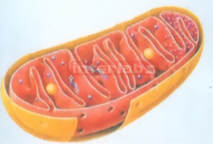 ADVANCED MITOCHONDRION MODEL